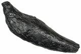 Fossil Sperm Whale (Scaldicetus) Tooth - South Carolina #374155-1